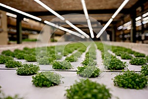 Germination arugula on rockwool for hydroponic. Preparing for the cultivation of plants in the garden. Green sprout. Breeding