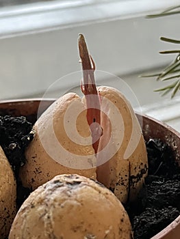 Germination of an avocado tree in a pot. Beautiful background