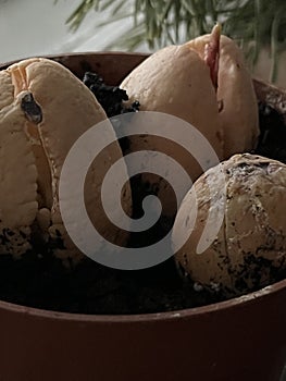 Germination of an avocado tree in a pot. Beautiful background