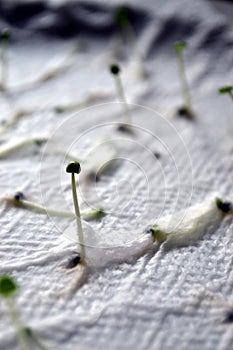 Germination of basil seeds