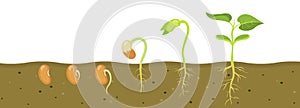 Germination of bean seed in soil. Stages of growth of seedlings in agriculture.
