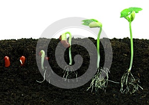 Germination of beans