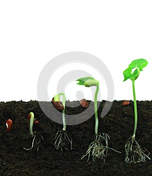 Germination of beans photo