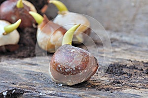 Germination of bulb