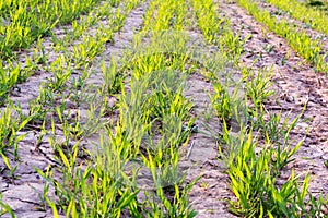 Germination of cereal plants. Cereal sprouts have just begun to germinate from the ground. Green sprout lines