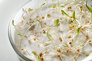 Germination and energy analysis of mustard seeds in Petri dish on table. Laboratory research photo