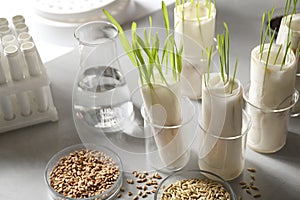 Germination and energy analysis of plants in laboratory. Paper towel method