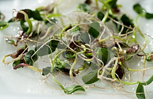 Germination of flax seeds close up, Healthy food