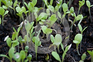 Germination germination tray