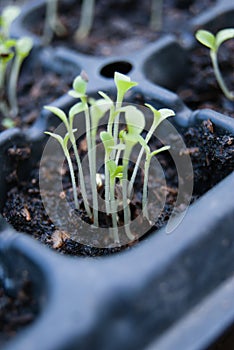 Germination germination tray