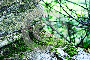 Germination leaves on rocks