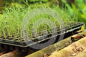 Germination is the new life of green seedlings.