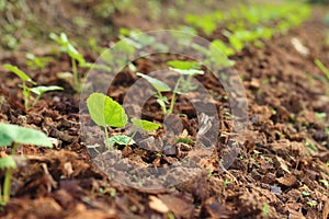 Germination is the new life of green seedlings.