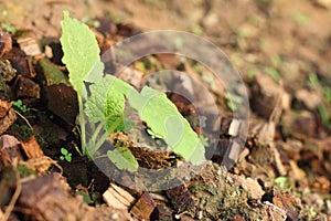 Germination is the new life of green seedlings.