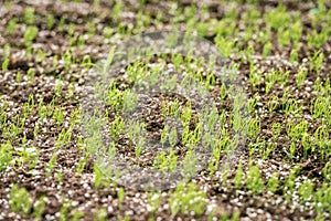 Germination of pine in the pine nursery