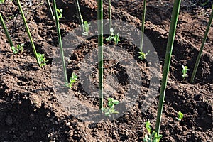 Germination and planting of peas