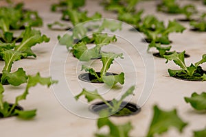 Germination salad on rockwool for hydroponic. Preparing for the cultivation of plants in the garden. Green sprout. Breeding ground