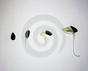 Germination of seed