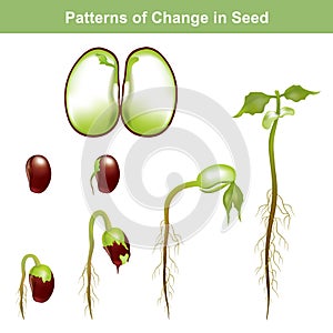 Germination of seed. Education info graphic.