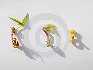 Germination seed to small young plant seedling of green beans or mung bean