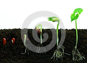 Germination sequance photo