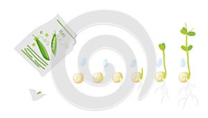 Germination Stages. Green pea seeds fall from pack and germinate. Growing plant. Sprout growth process. Agricultural