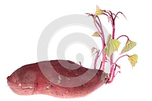 Germination of sweet potatoes