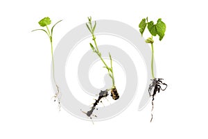 germination of three beans isolated on white - horsebean; coriander and bean