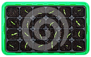 Germination tray with small seedlings