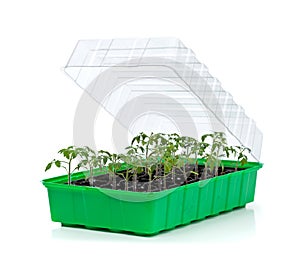 Germination tray with small tomato seedlings