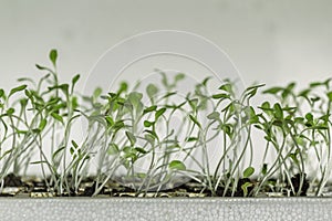 Germination tray sprouts closeup of organic homegrown lettuce, species lactuca sativa, a vegetable rich in vitamin K and A.