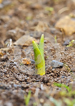 Germination of a tulip