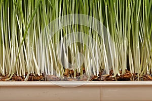 Germination of wheat seeds