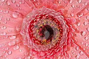 germini daisy flower with tiny water droplets. Macro shot of a bud close-up. Pink Gerbera flower