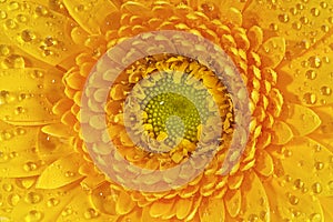 germini daisy flower with tiny water droplets. Macro shot of a bud close-up. Yellow Gerbera flower