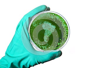 Germs in the shape of America in a petri dish.(series)