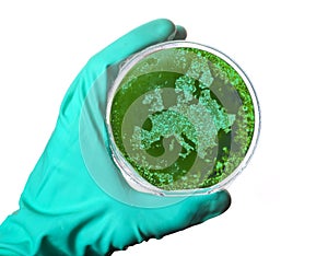 Germs in the shape of Europe in a petri dish.(series)