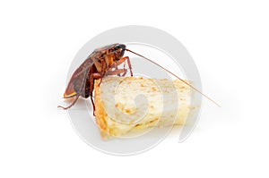 Germs spread, Brown Cockroach eating a Piece of Bread