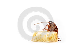 Germs spread, Brown Cockroach eating a Piece of Bread