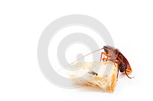 germs spread, Brown Cockroach eating a Piece of Bread