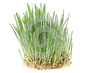 Germs of young wheat isolated on white background. Fresh wheat grass. Wheat sprouts