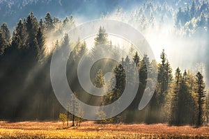 Geroldsee forest during autumn day, Bavarian Alps, Bavaria, Germany.