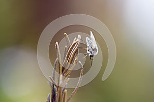 Geron krymensis bee fly on a rosemary shrub
