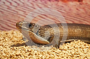 Gerrhosaurus major or Sudan plated lizard