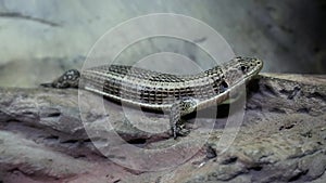 Gerrhosaurus - plated lizard in vivarium for reptiles