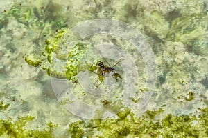 Gerridae eating insect carcasses