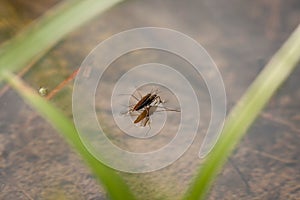 Gerridae mating in water