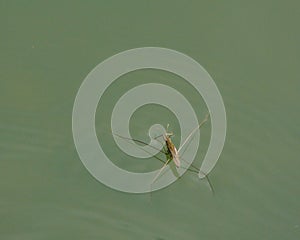 Gerridae or Pond Skater.