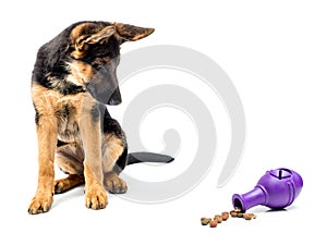 Gerrman shepherd puppy with treat release toy