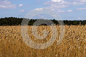 Gerstenfeld Waldrand photo